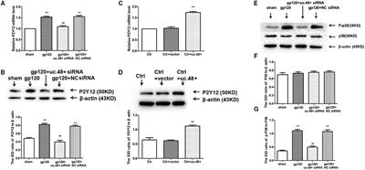 Corrigendum: Long Non-coding RNA Uc.48+ Small Interfering RNA Alleviates Neuroinflammatory Hyperalgesia in Gp120-Treated Rats via the P2Y12 Receptor